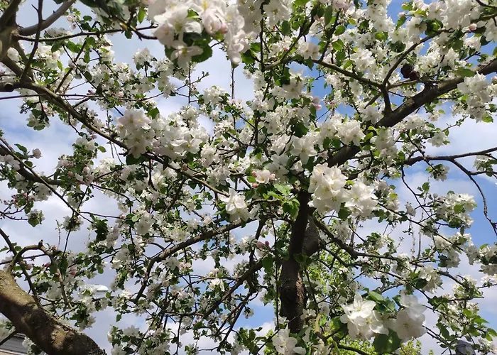 Apartman Zum Zilles Treis-Karden